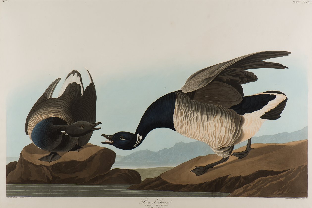 Bernache cravant, 1837 - John James Audubon