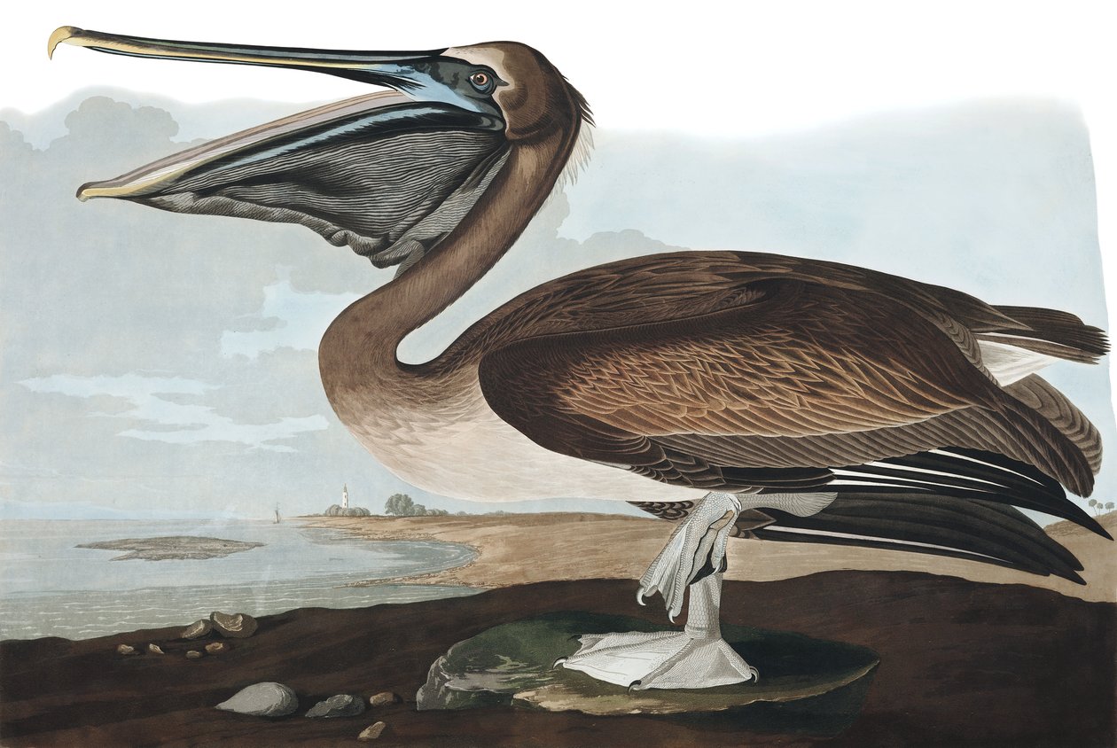 Pélican brun, Pelecanus Fuscus, de "Les Oiseaux d