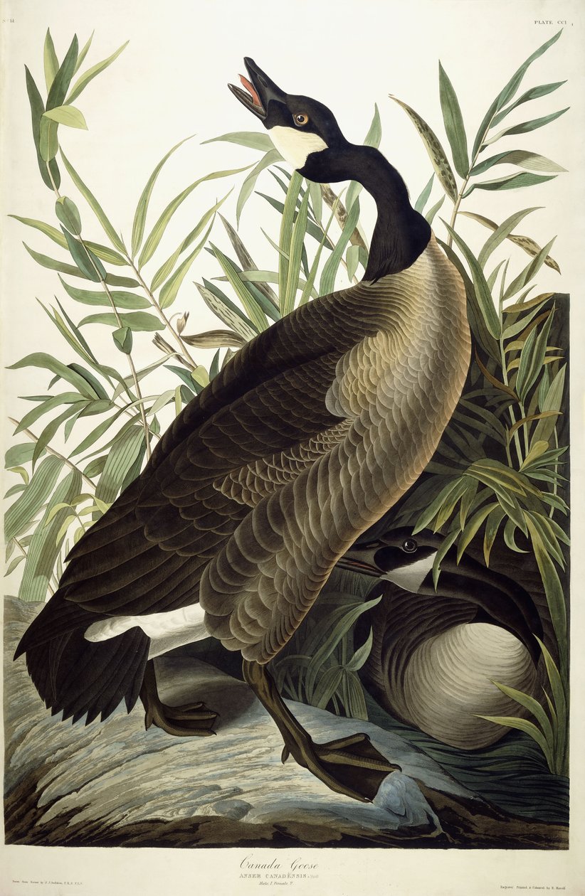 Bernache du Canada - John James Audubon