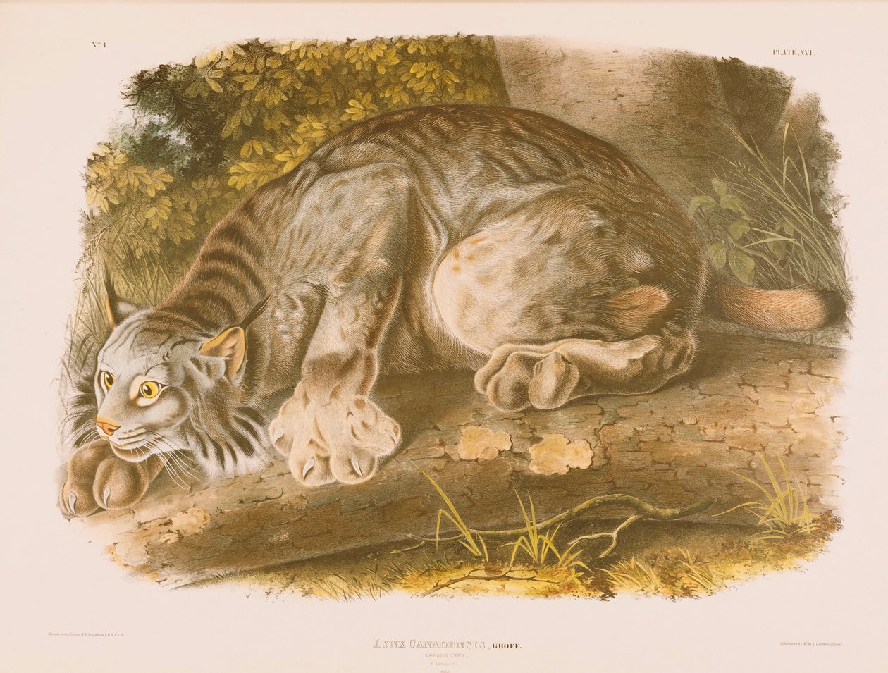 Lynx du Canada - John James Audubon