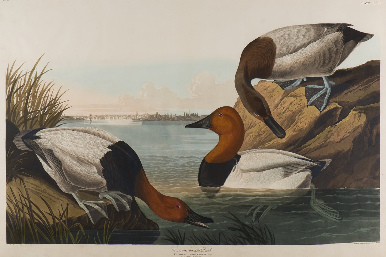 Canard à dos de toile, 1836 - John James Audubon