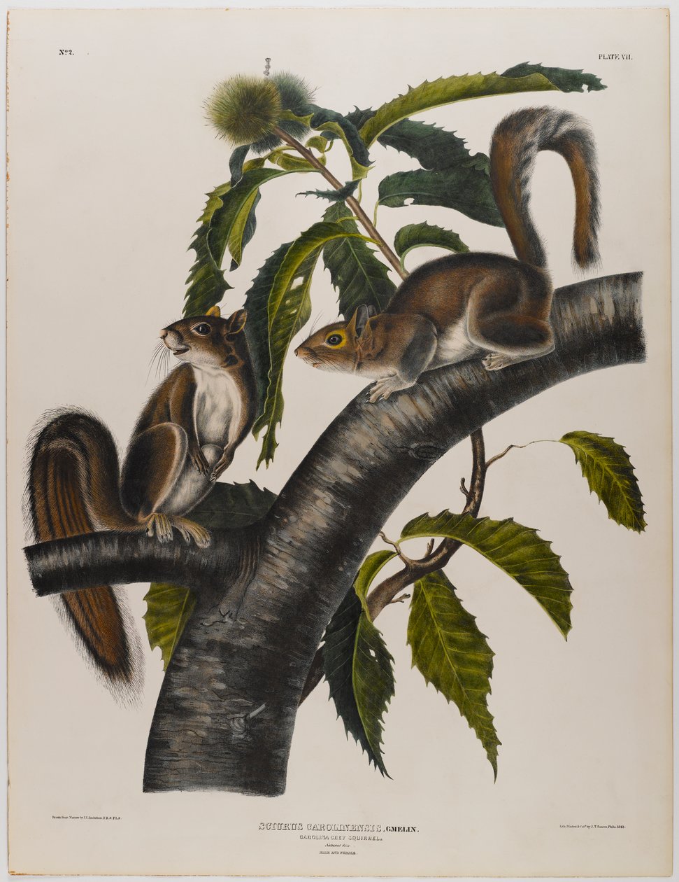 Écureuil gris de Caroline - John James Audubon