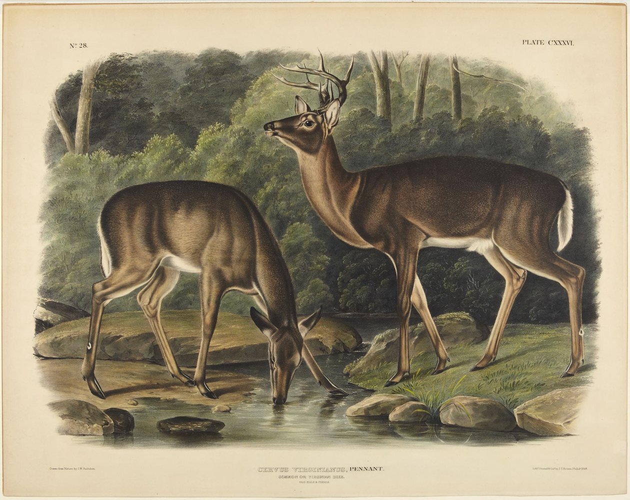 Cerf de Virginie, Pennant - John James Audubon