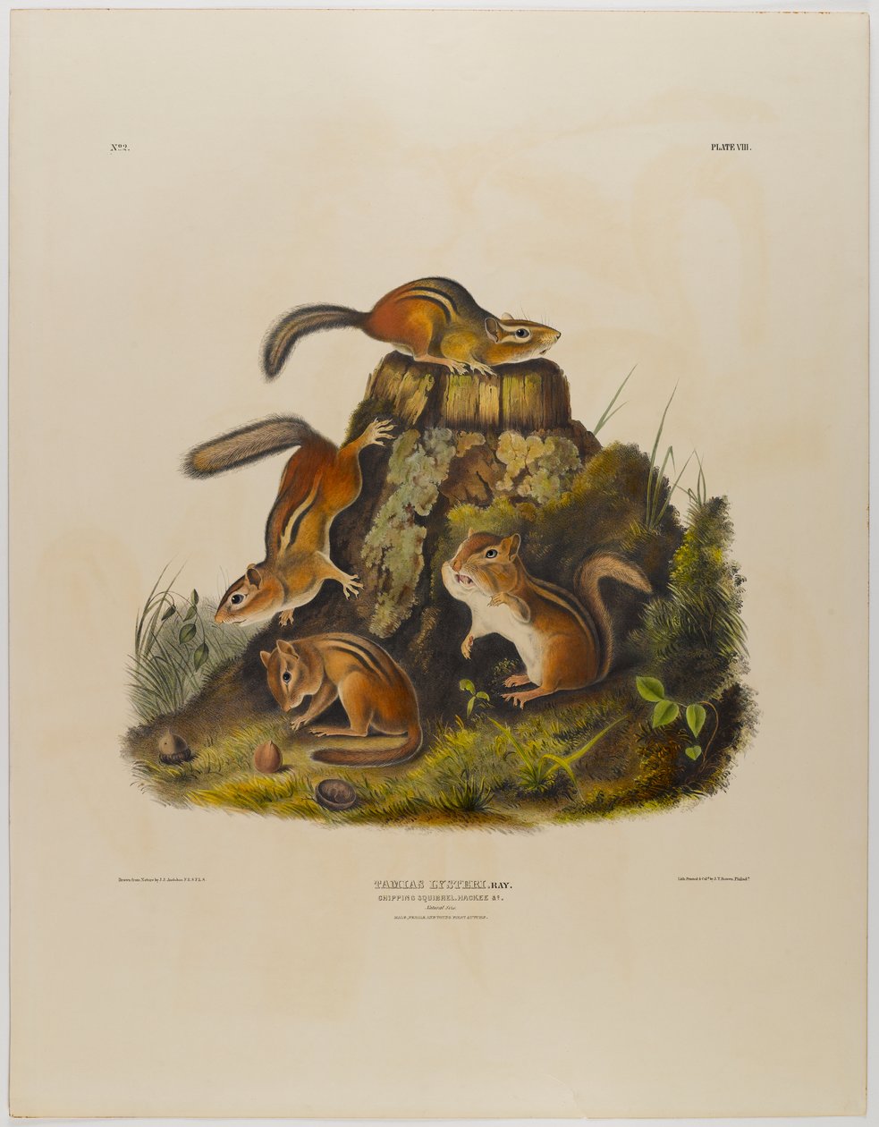 Tamia rayé - John James Audubon