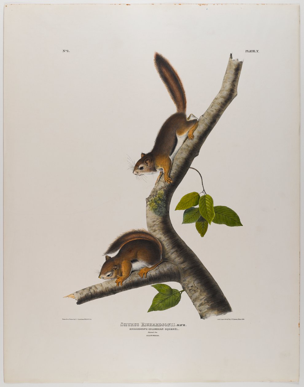 Écureuil colombien - John James Audubon