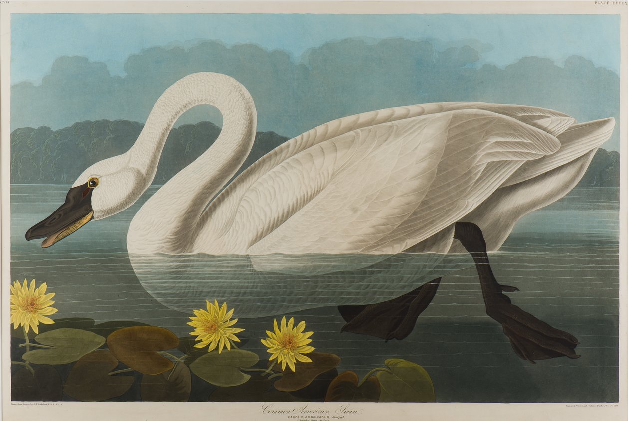 Cygne américain commun, 1838 - John James Audubon