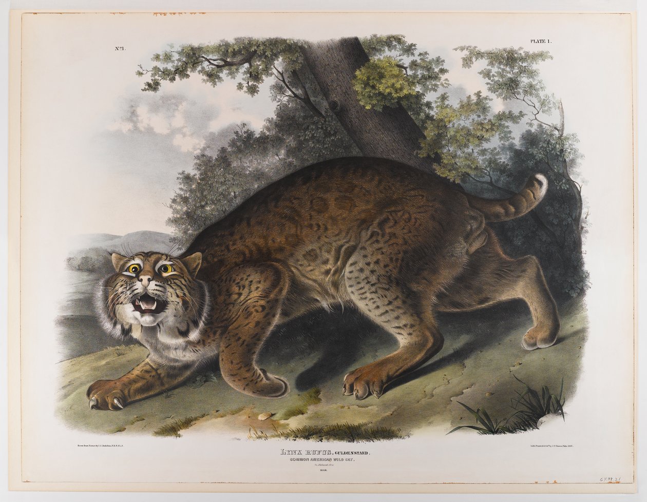 Chat sauvage américain commun - John James Audubon