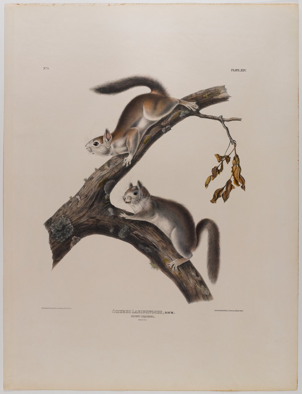 Écureuil duveteux - John James Audubon