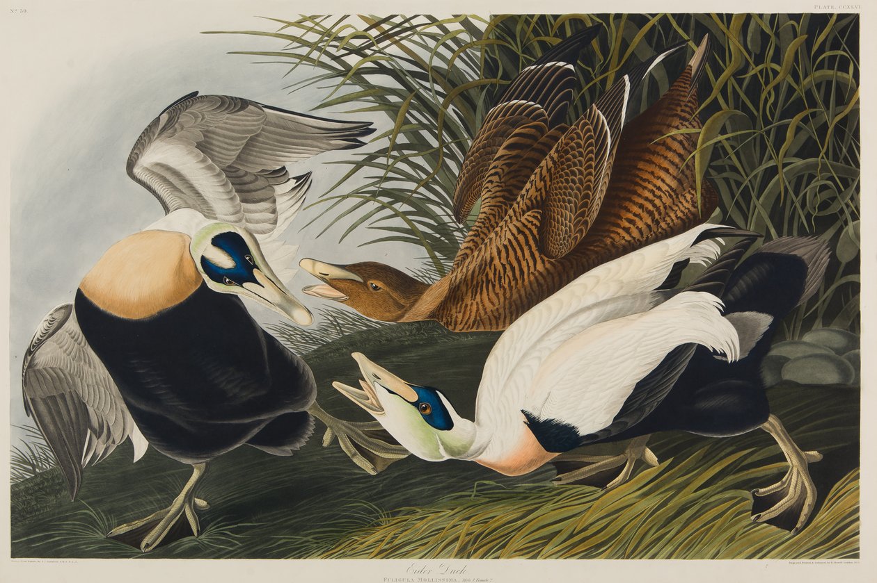 Canard eider, 1835 - John James Audubon