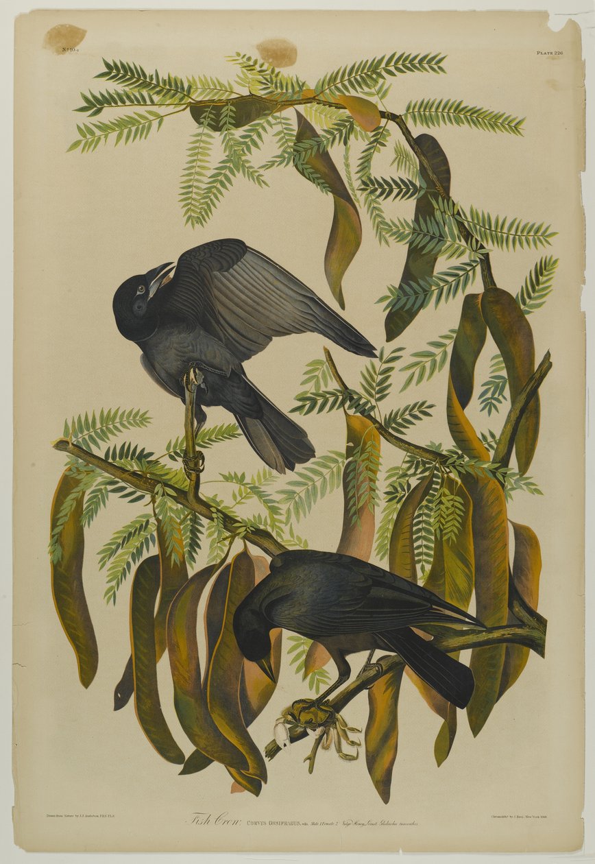 Corneille de rivage, imprimé par Julien Bien et publié par Roe Lockwood & Son, 1861 - John James Audubon