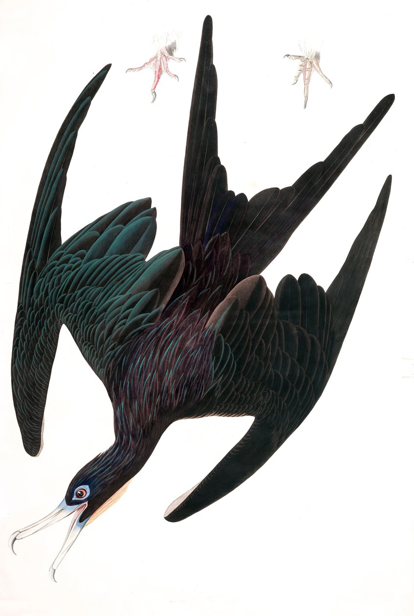 Frégate Pélican, Tachypetes Aquilis, de « Les oiseaux d