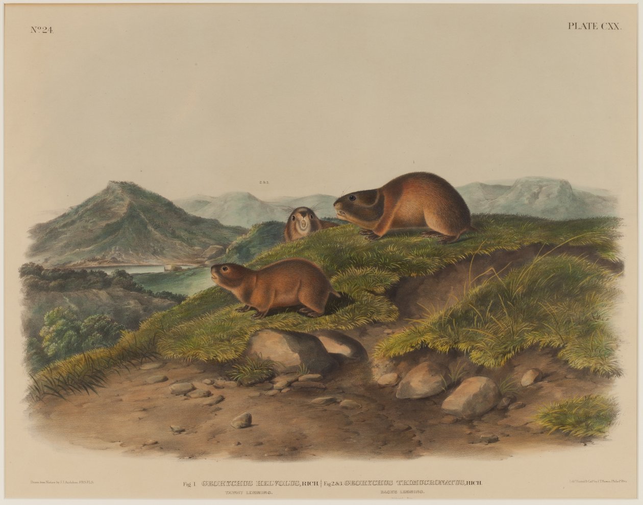 Georychus Helvolus & Georychus Trimucronatus - John James Audubon