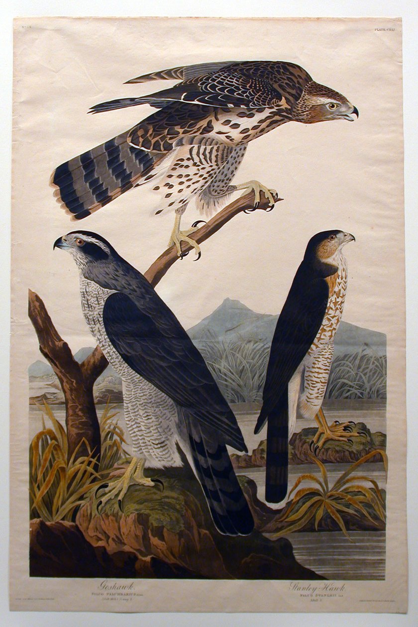 Autour des palombes, Stanley Hawk (n° 29) - John James Audubon