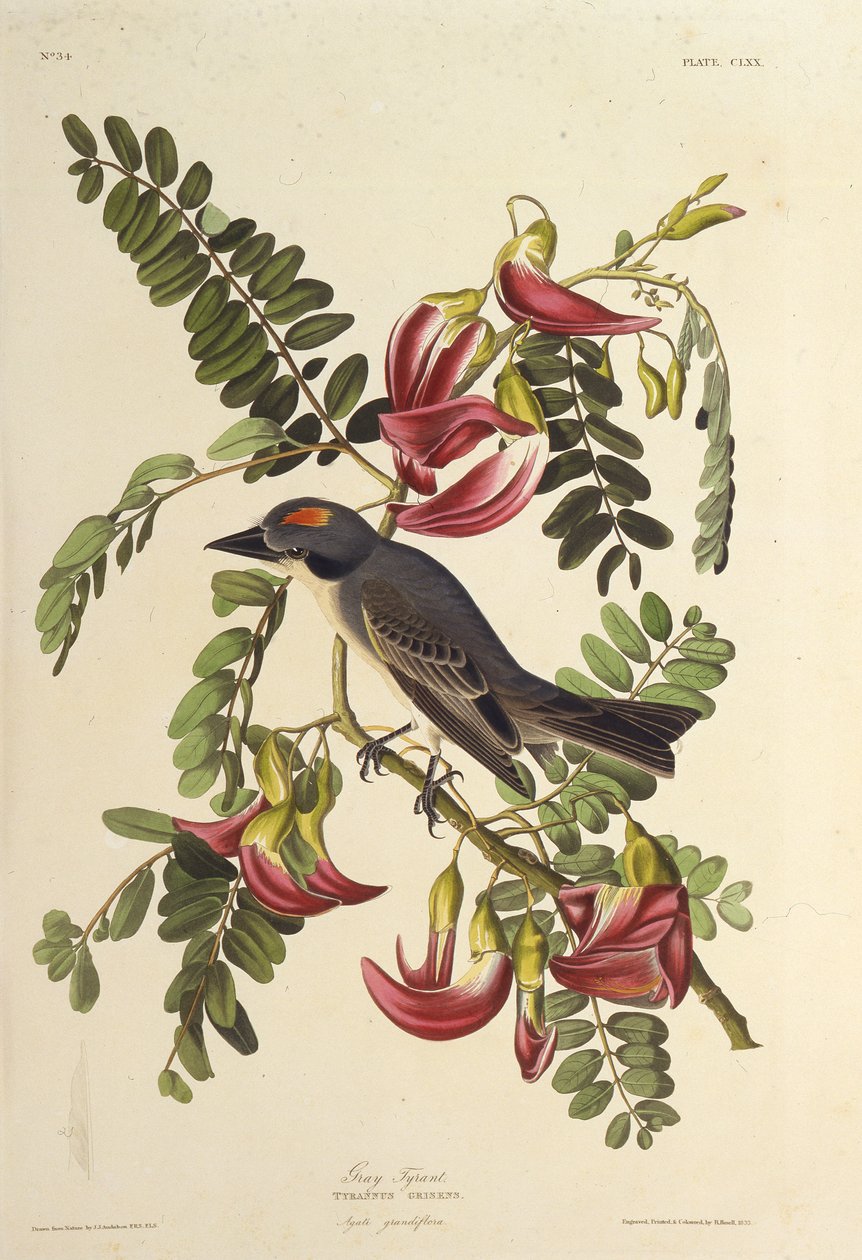 Tyran gris. De Les Oiseaux d
