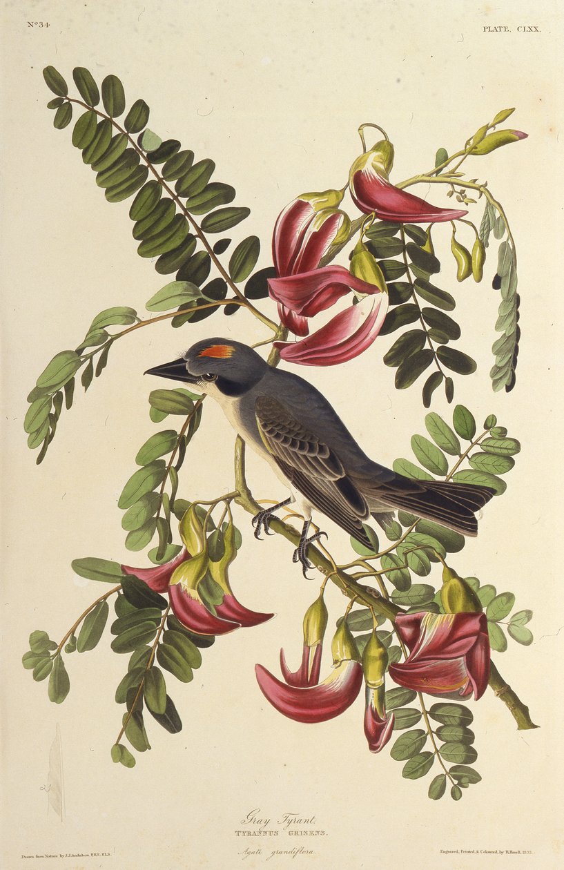 Tyran gris. De Les Oiseaux d