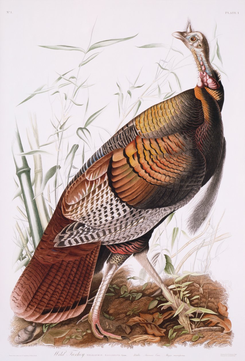 Grand Coq Américain, ou Dindon Sauvage - John James Audubon