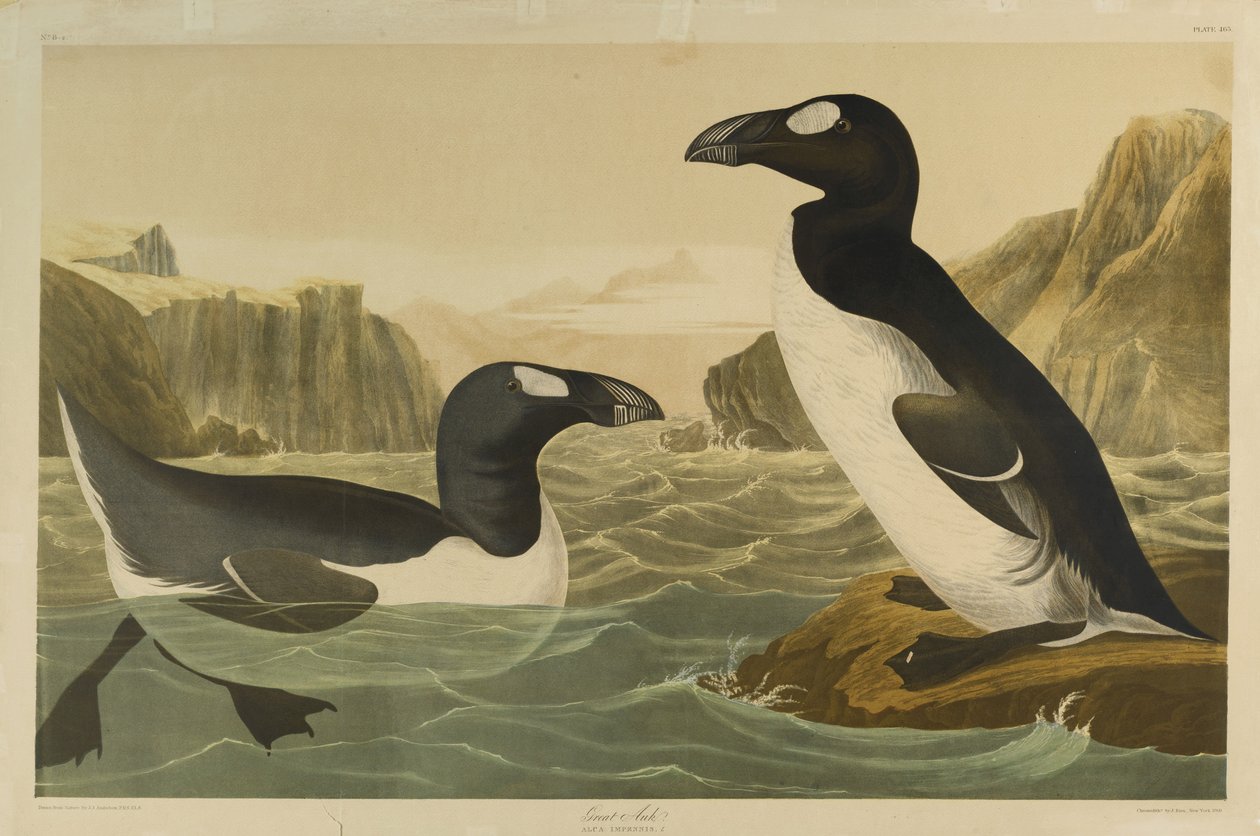 Grand pingouin, imprimé par Julien Bien et publié par Roe Lockwood & Son, 1861 - John James Audubon