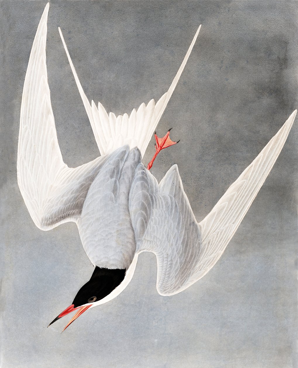 Grande sterne, Sterna Hirundo, de "Les Oiseaux d