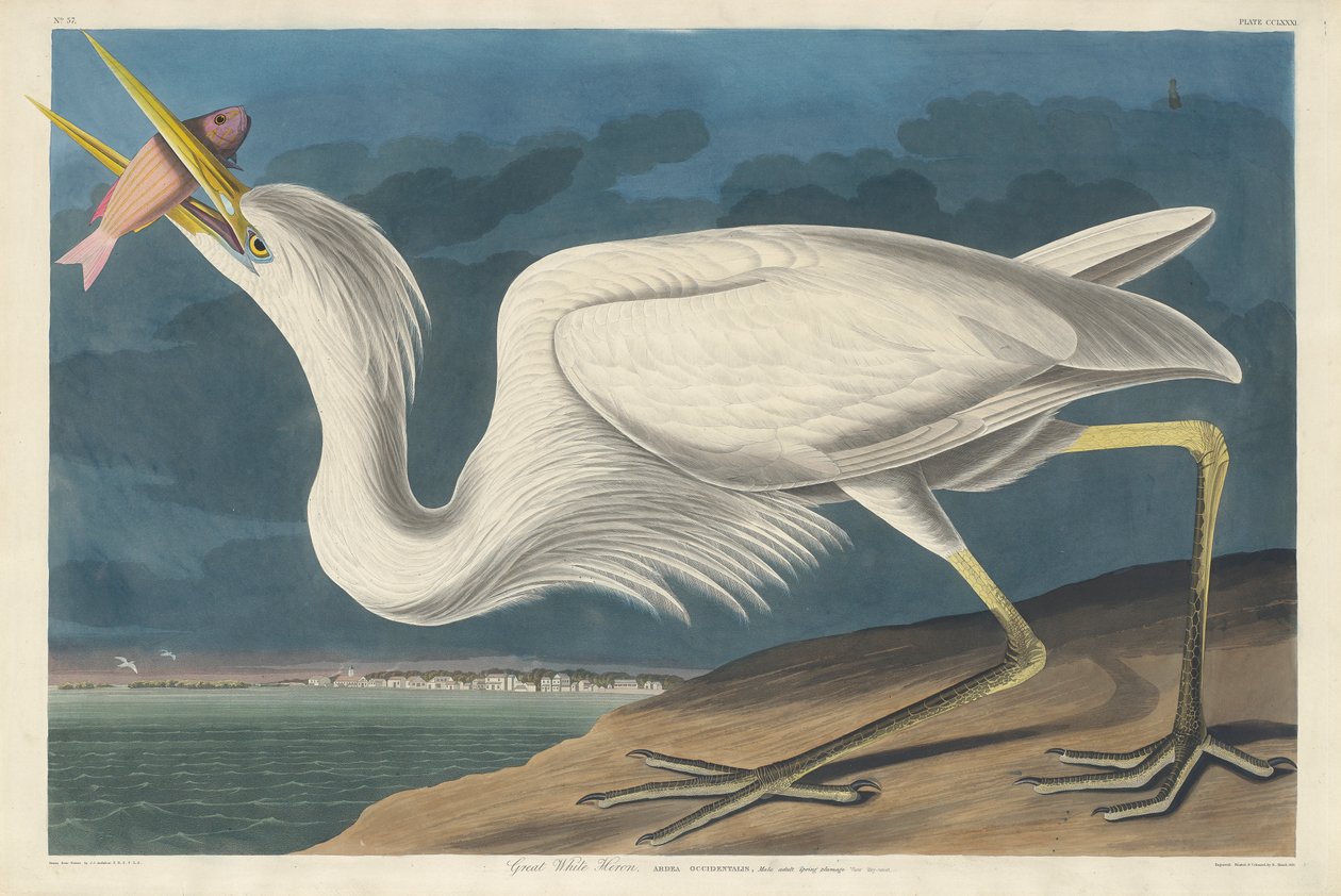 Grand héron blanc, 1835 - John James Audubon