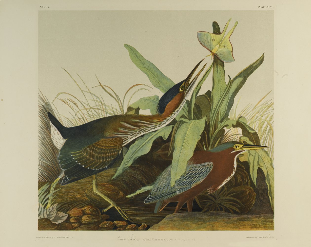 Héron vert, imprimé par Julien Bien et publié par Roe Lockwood & Son, 1861 - John James Audubon