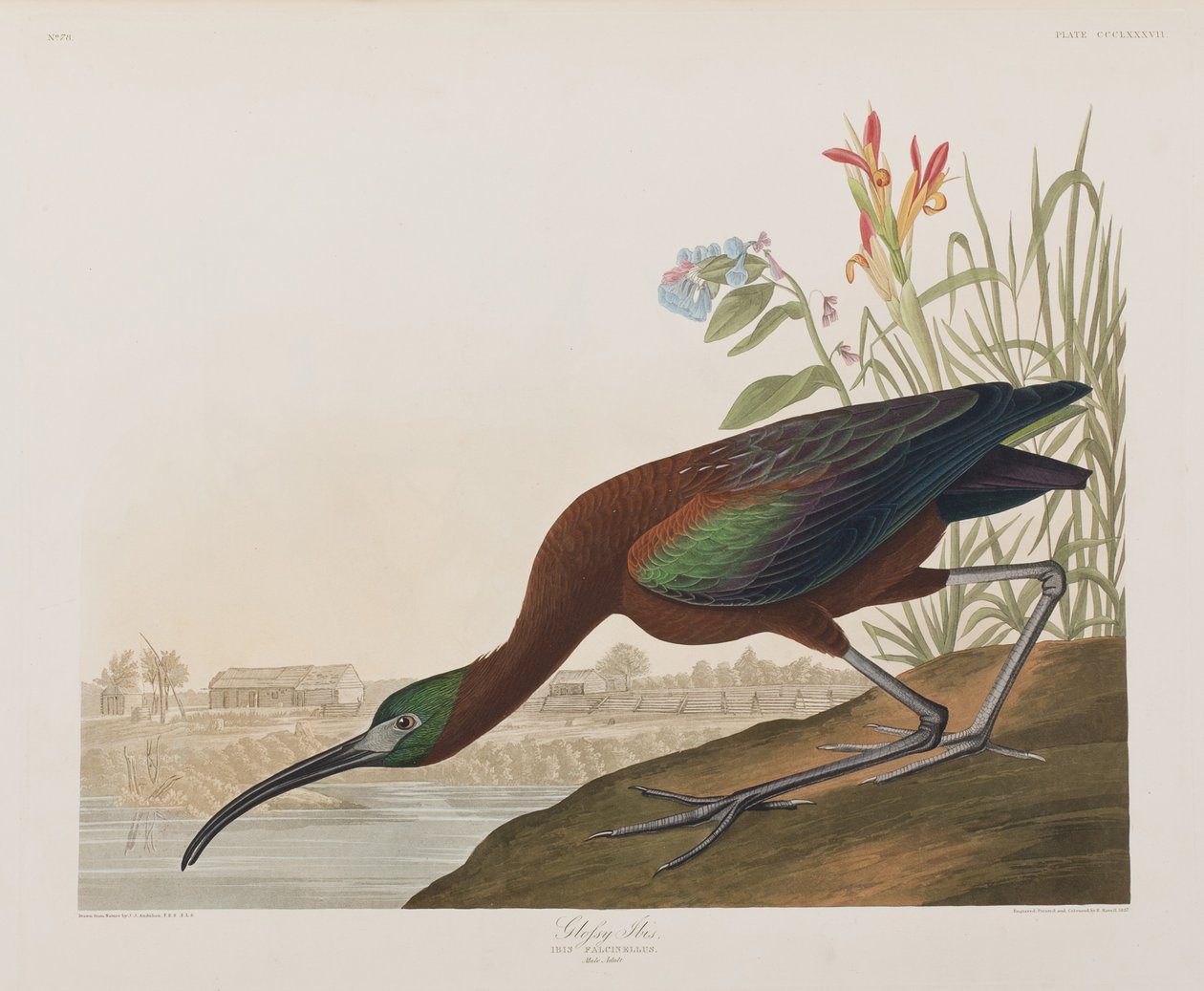 Illustration de 