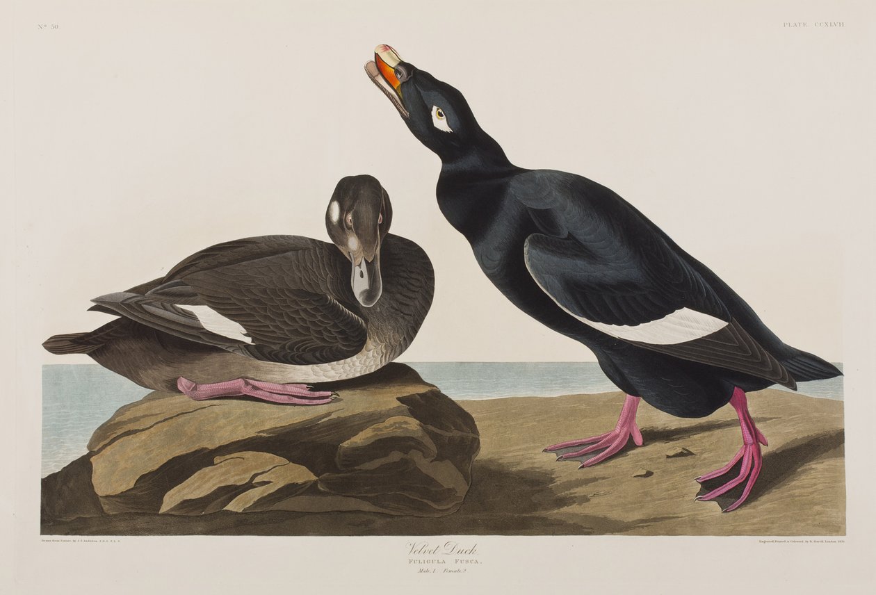 Illustration de 