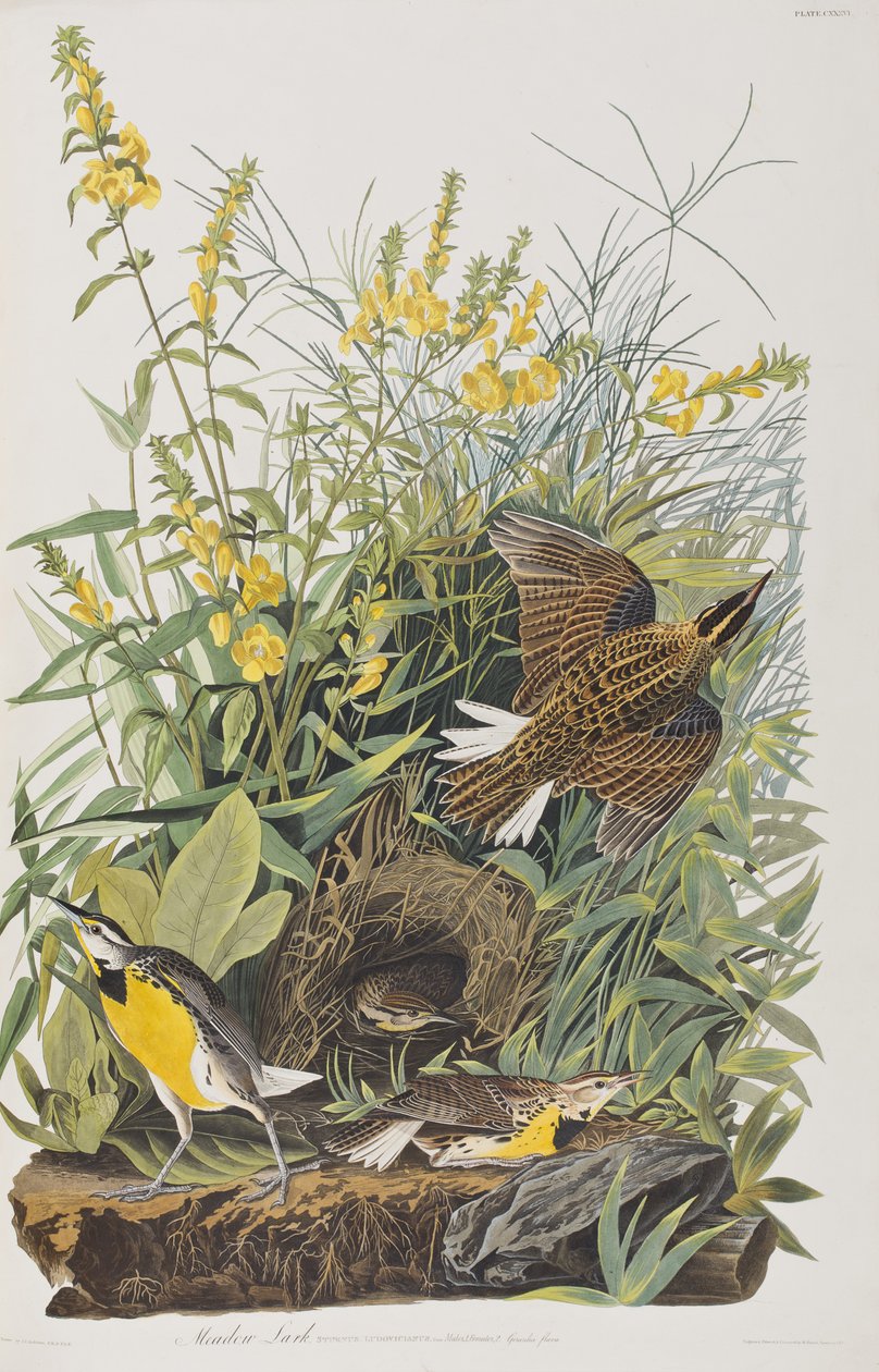 Illustration de 