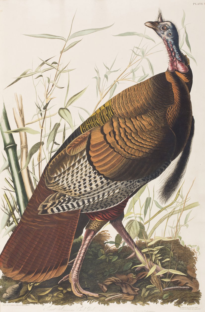 Illustration de 