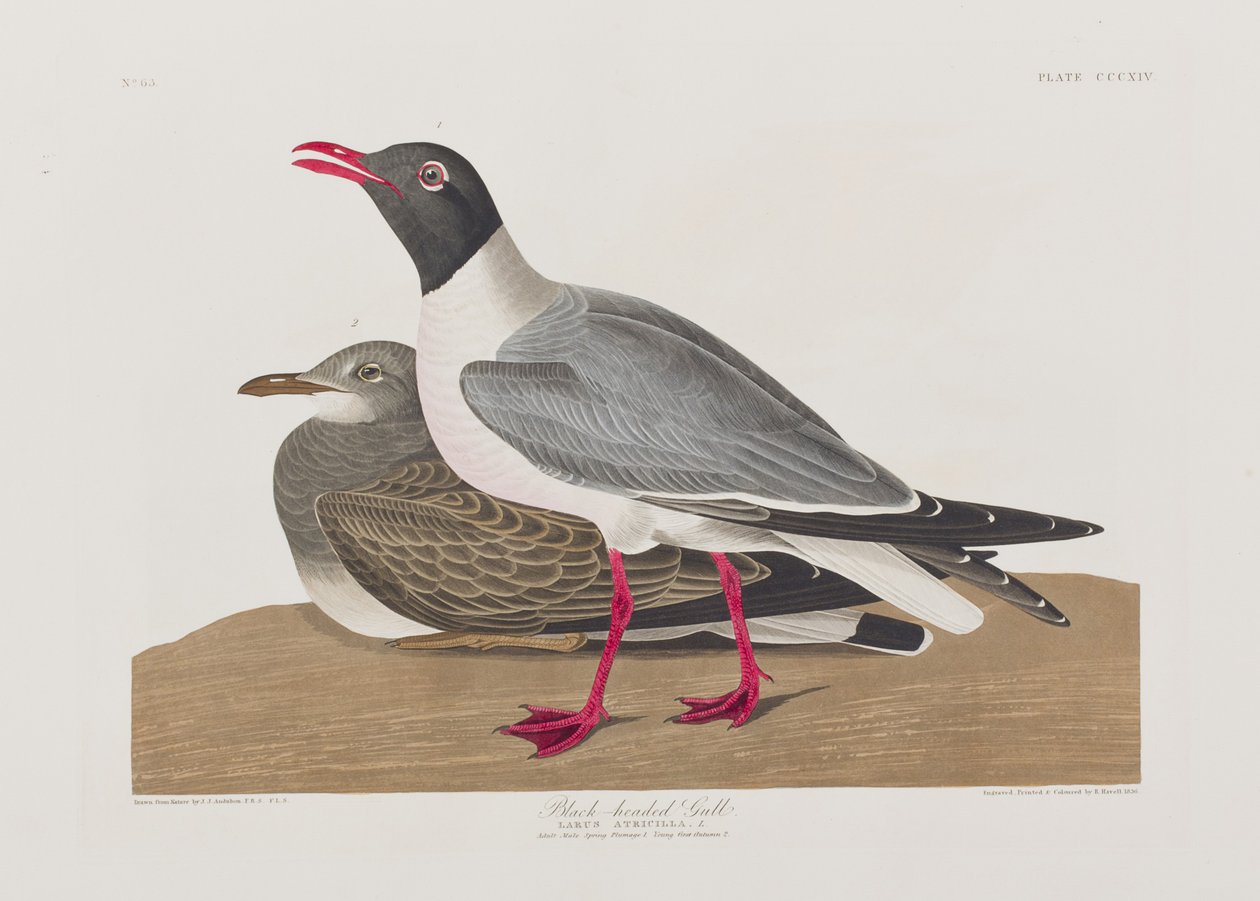 Illustration de 