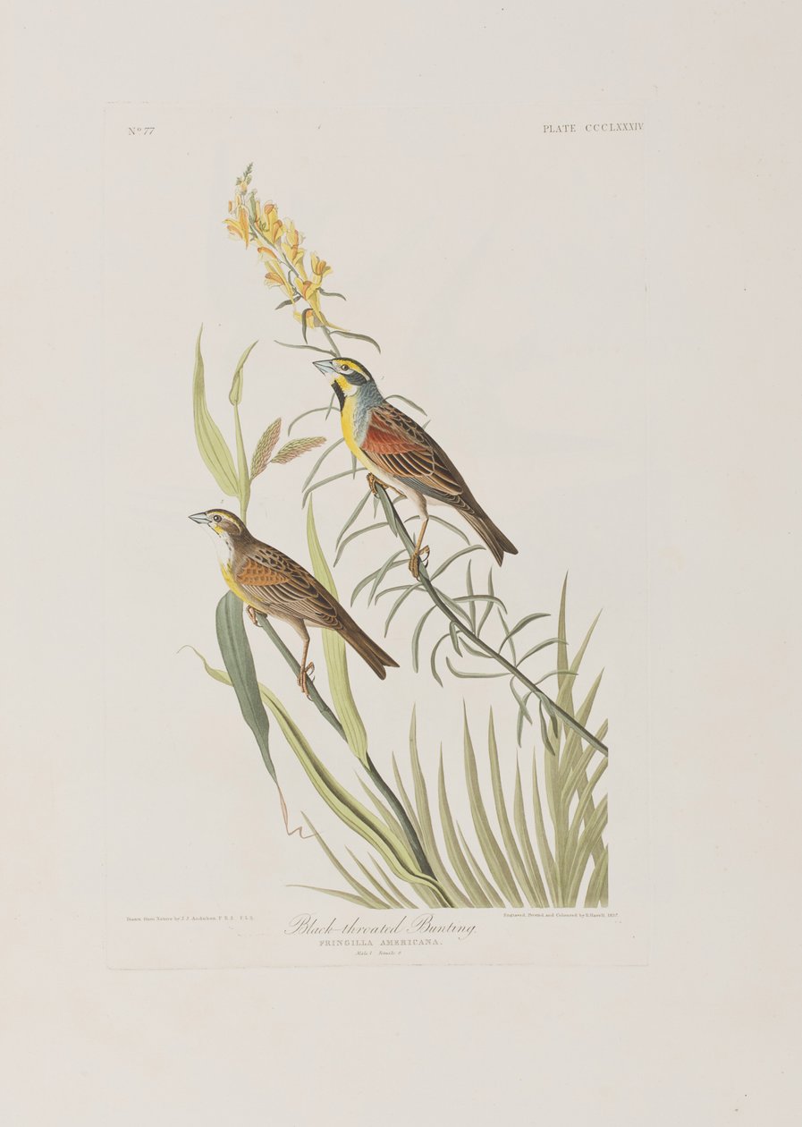 Illustration de 
