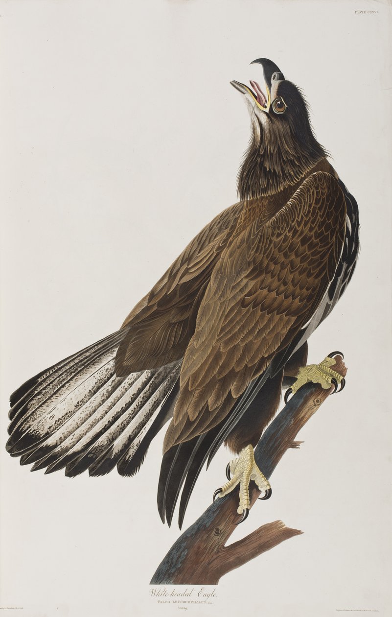 Illustration de 