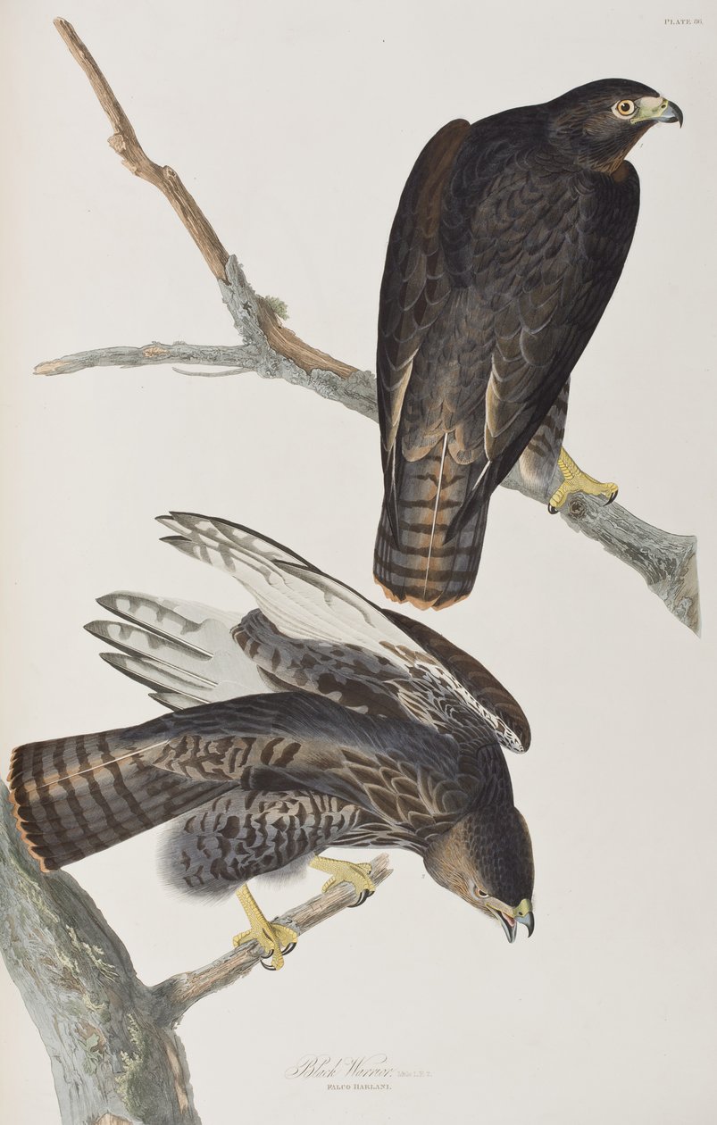 Illustration de 
