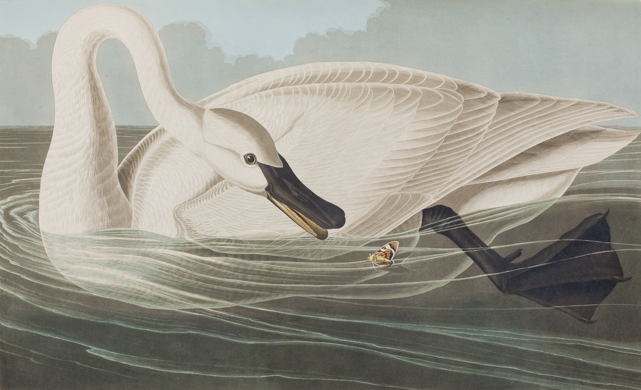 Illustration de 