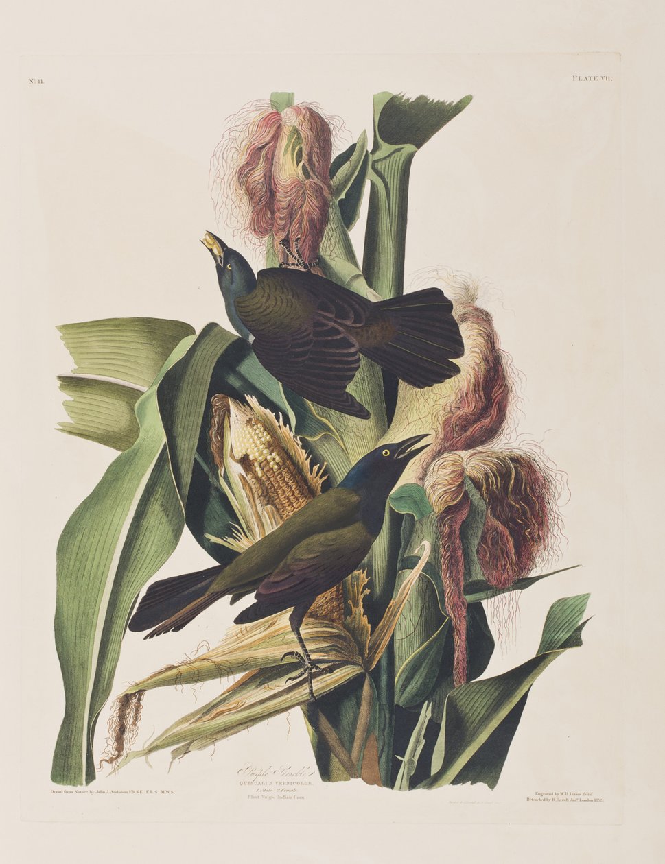 Illustration de 