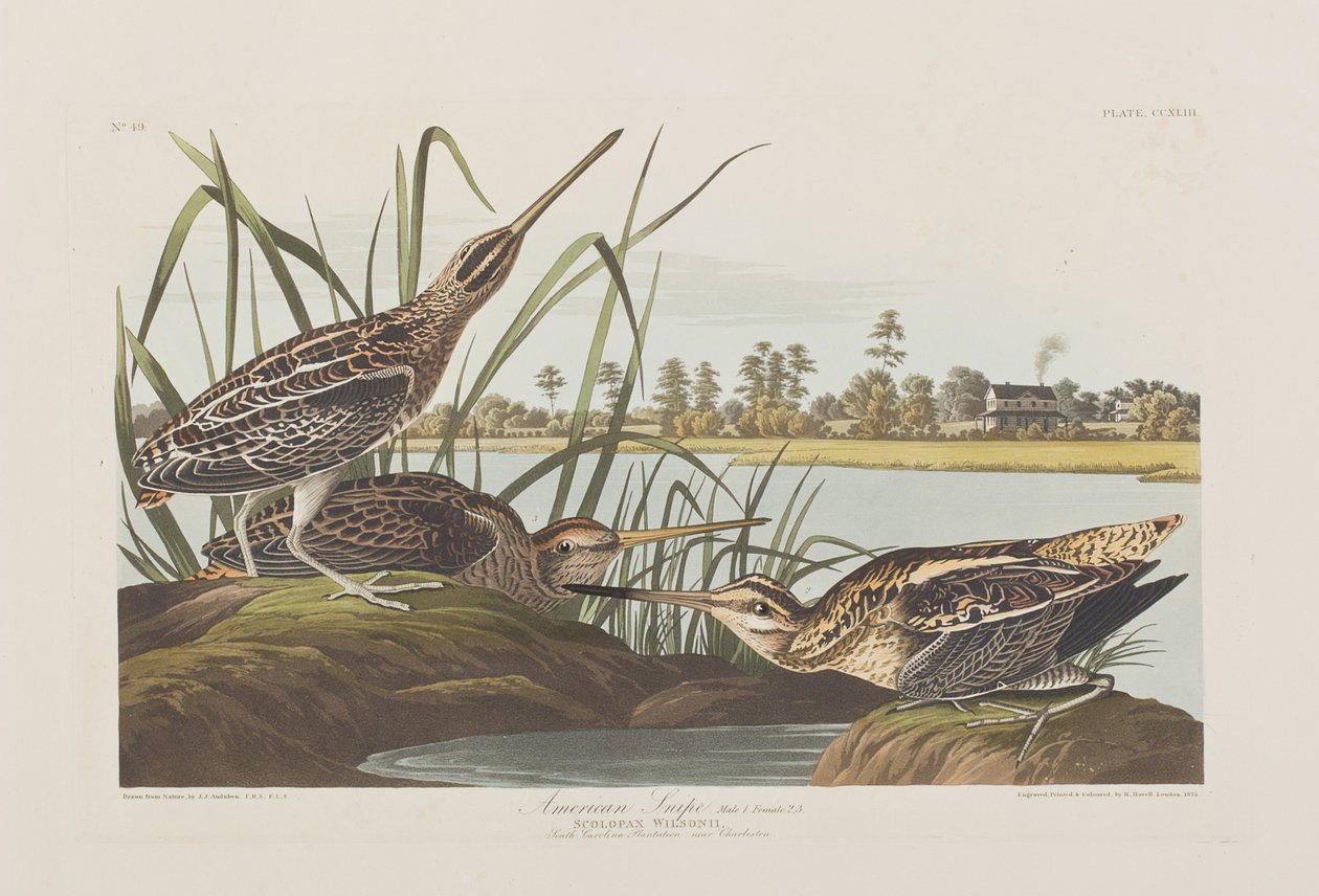 Illustration de 