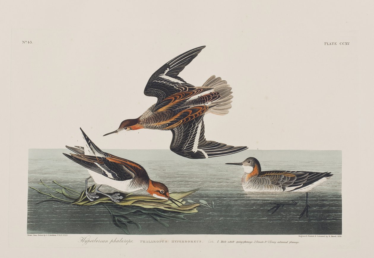 Illustration de 