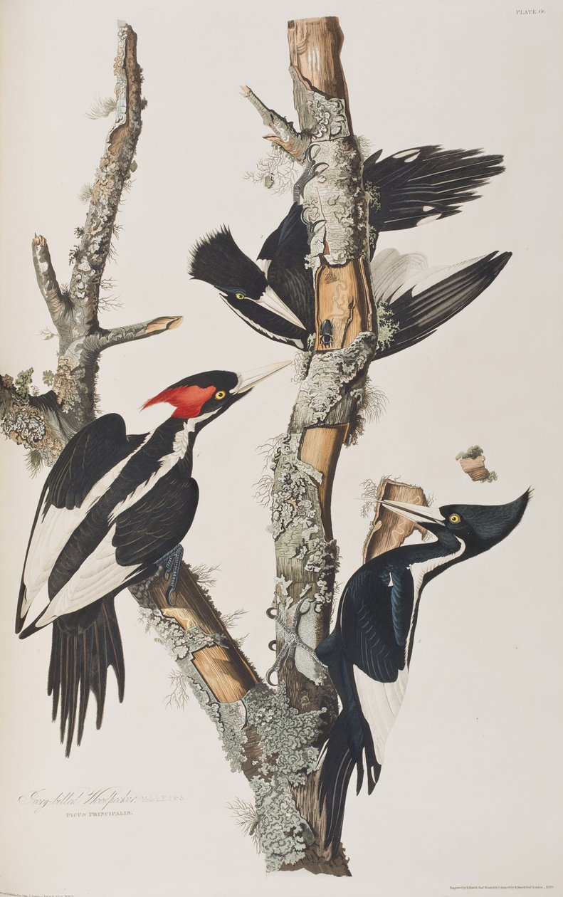 Illustration de 