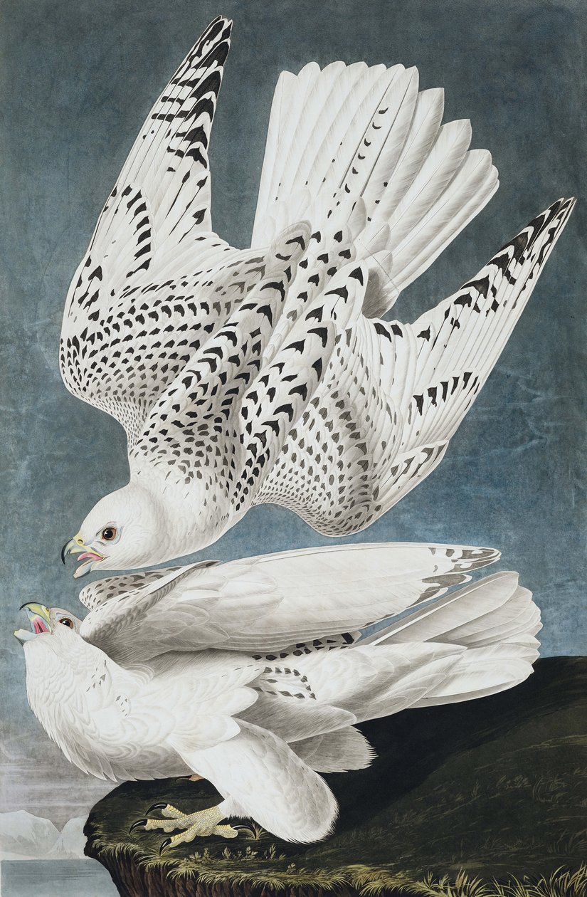 Faucon gerfaut, Falco Islandicus, de "Les Oiseaux d
