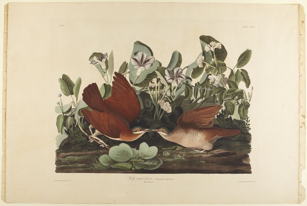 Colombe de Key West - John James Audubon