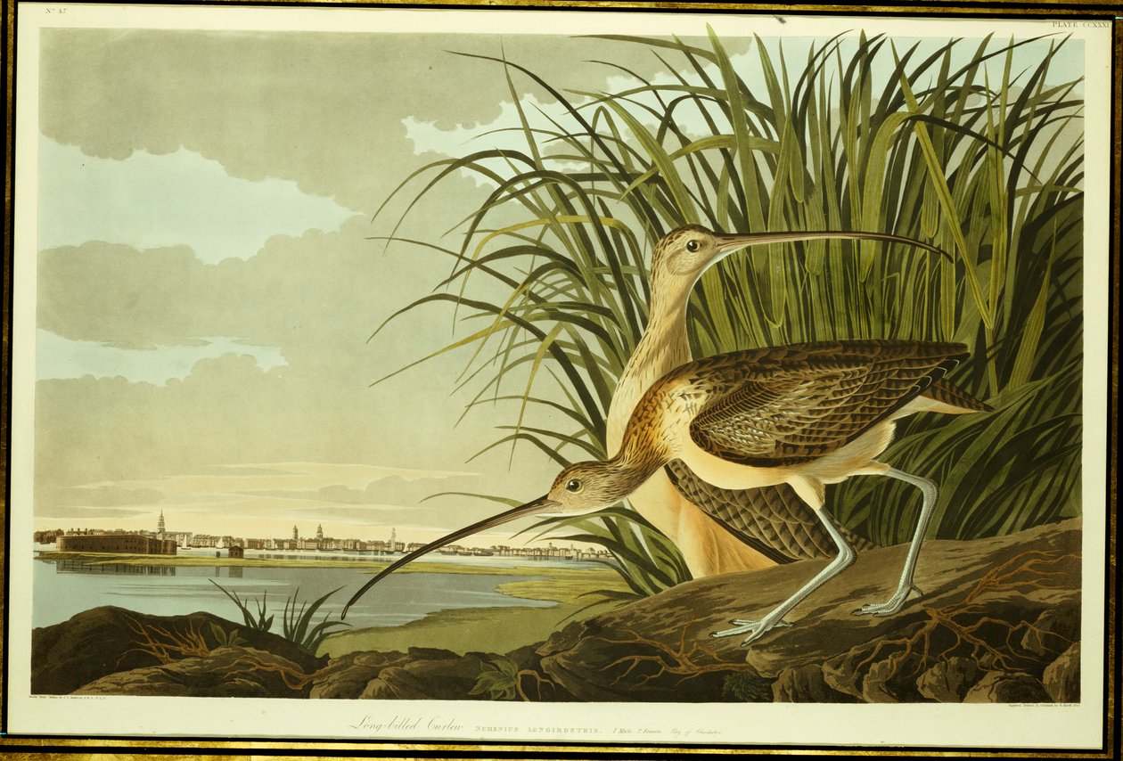 Courlis mâle et femelle à long bec - John James Audubon