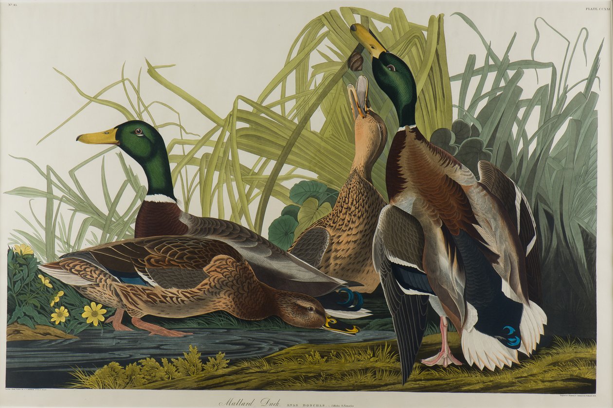 Canard colvert, 1834 - John James Audubon