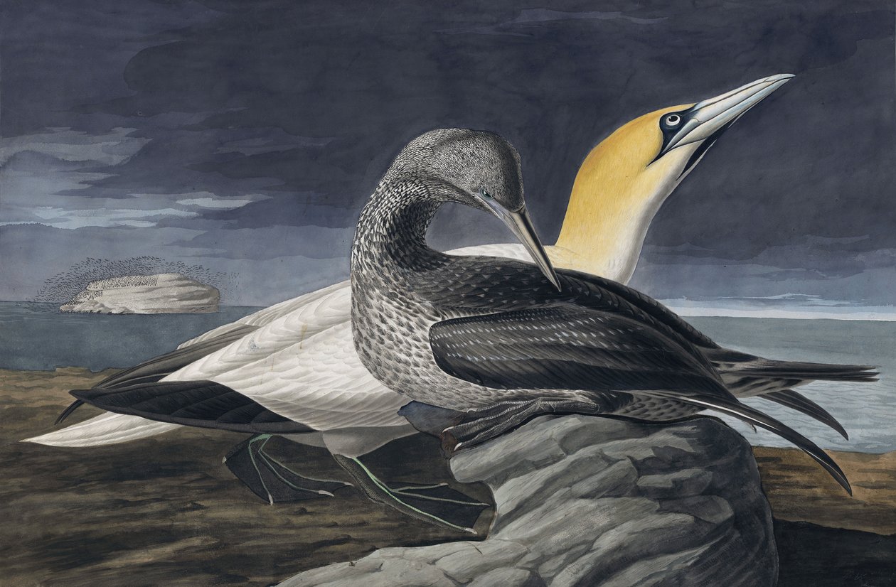 Fou de Bassan, Morus Bassanus, de "Les Oiseaux d