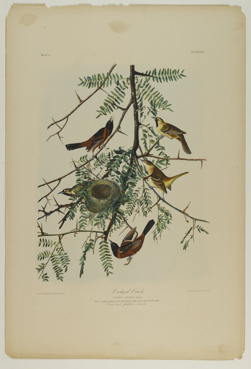 Oriole des vergers, imprimé par Julien Bien et publié par Roe Lockwood & Son, 1861 - John James Audubon