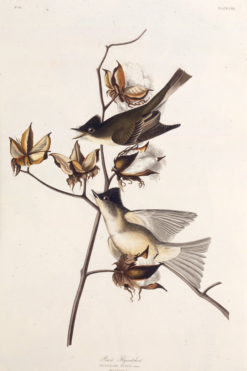 Moucherolle Pewit. Des Oiseaux d