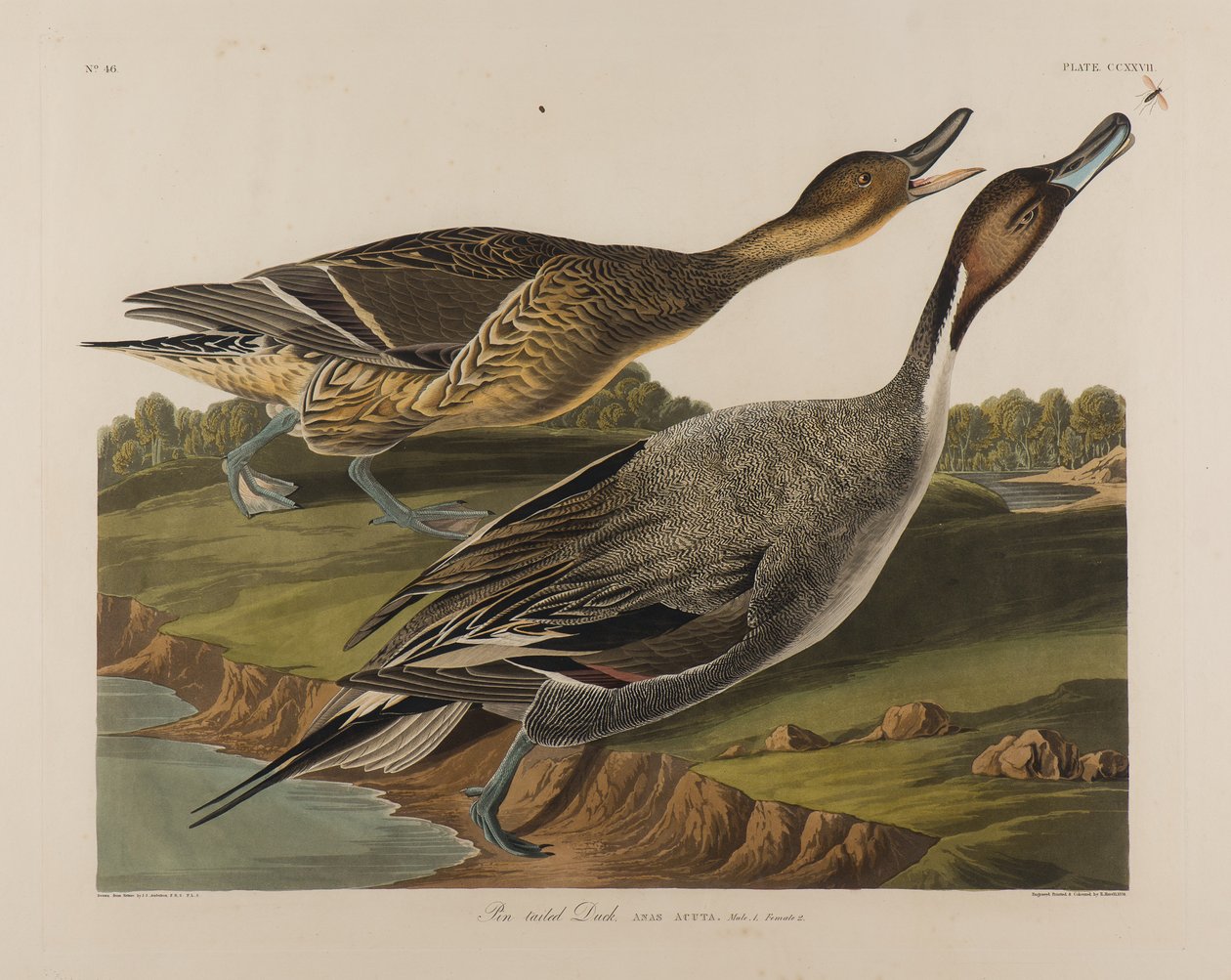Canard à queue pointue, 1834 - John James Audubon