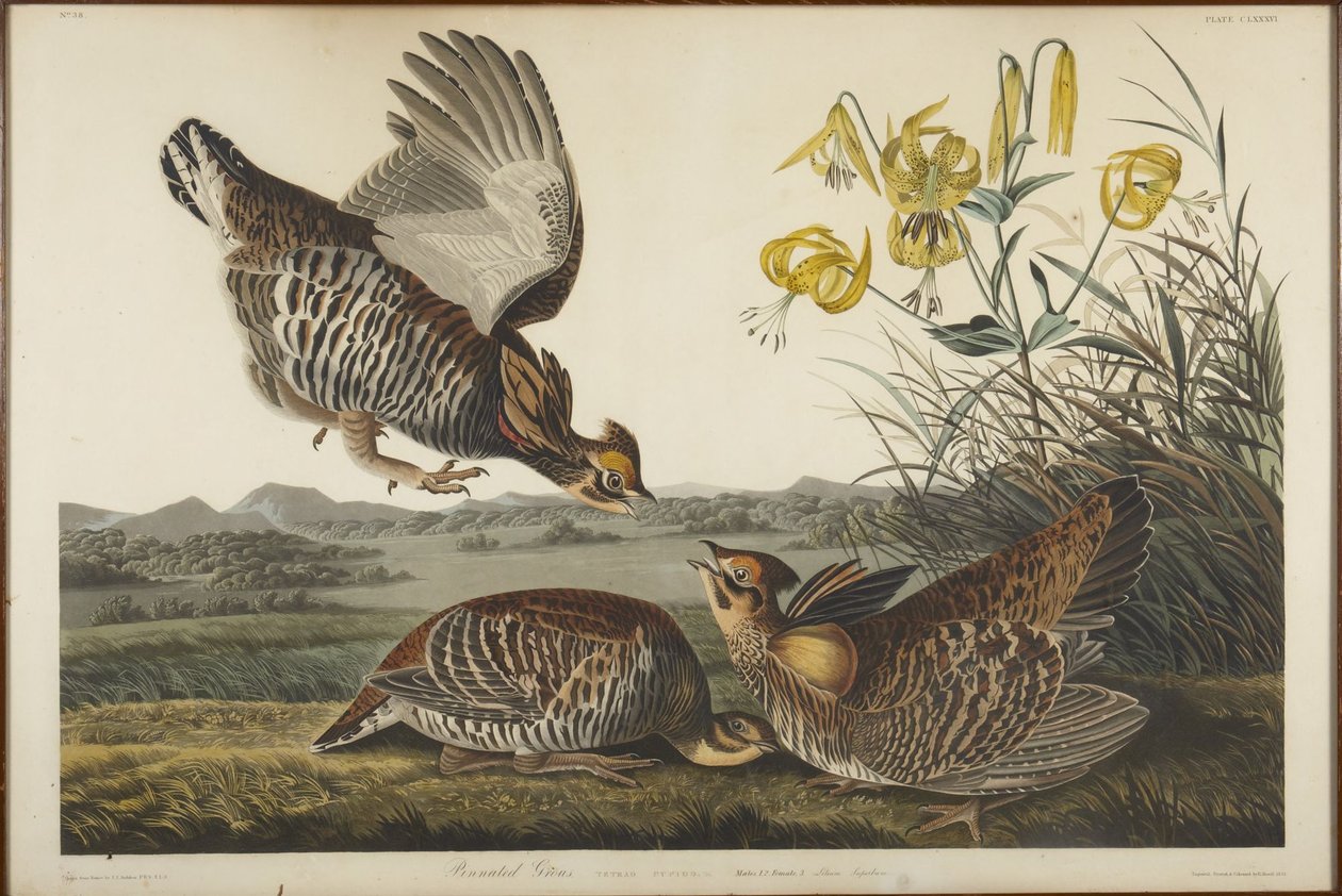 Tétras à queue en épi - John James Audubon