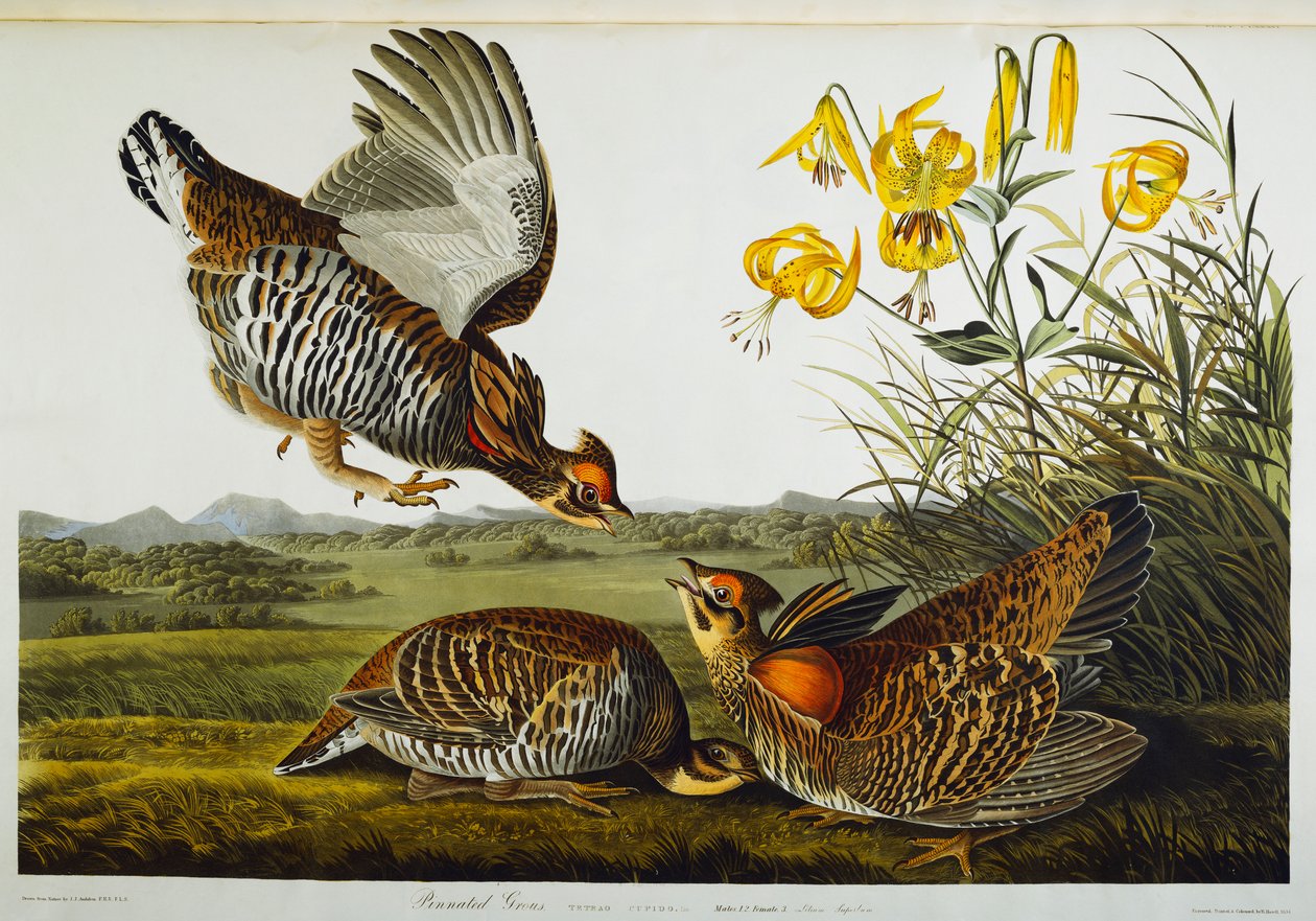 Gélinotte huppée. Grand Tétras des Prairies - John James Audubon