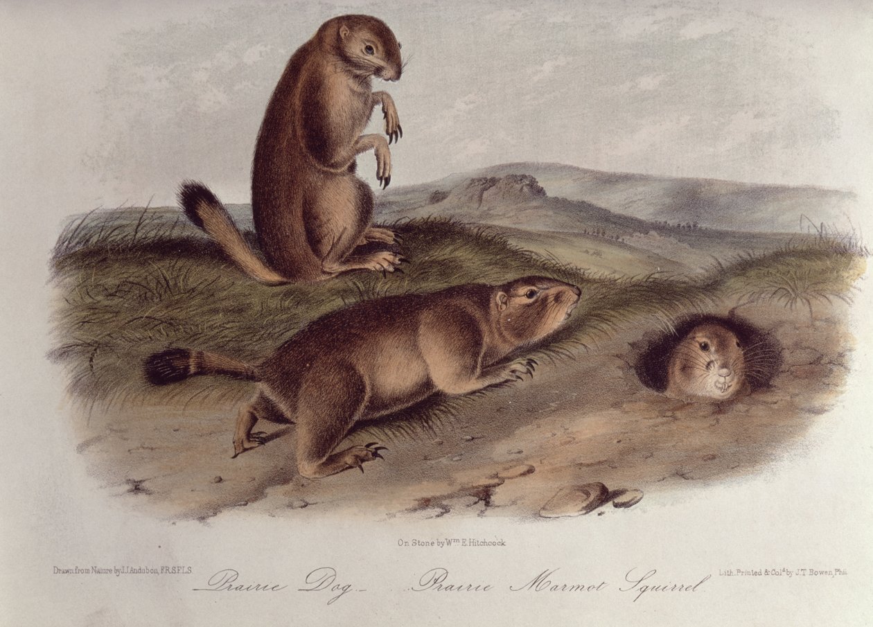 Chien de prairie de 