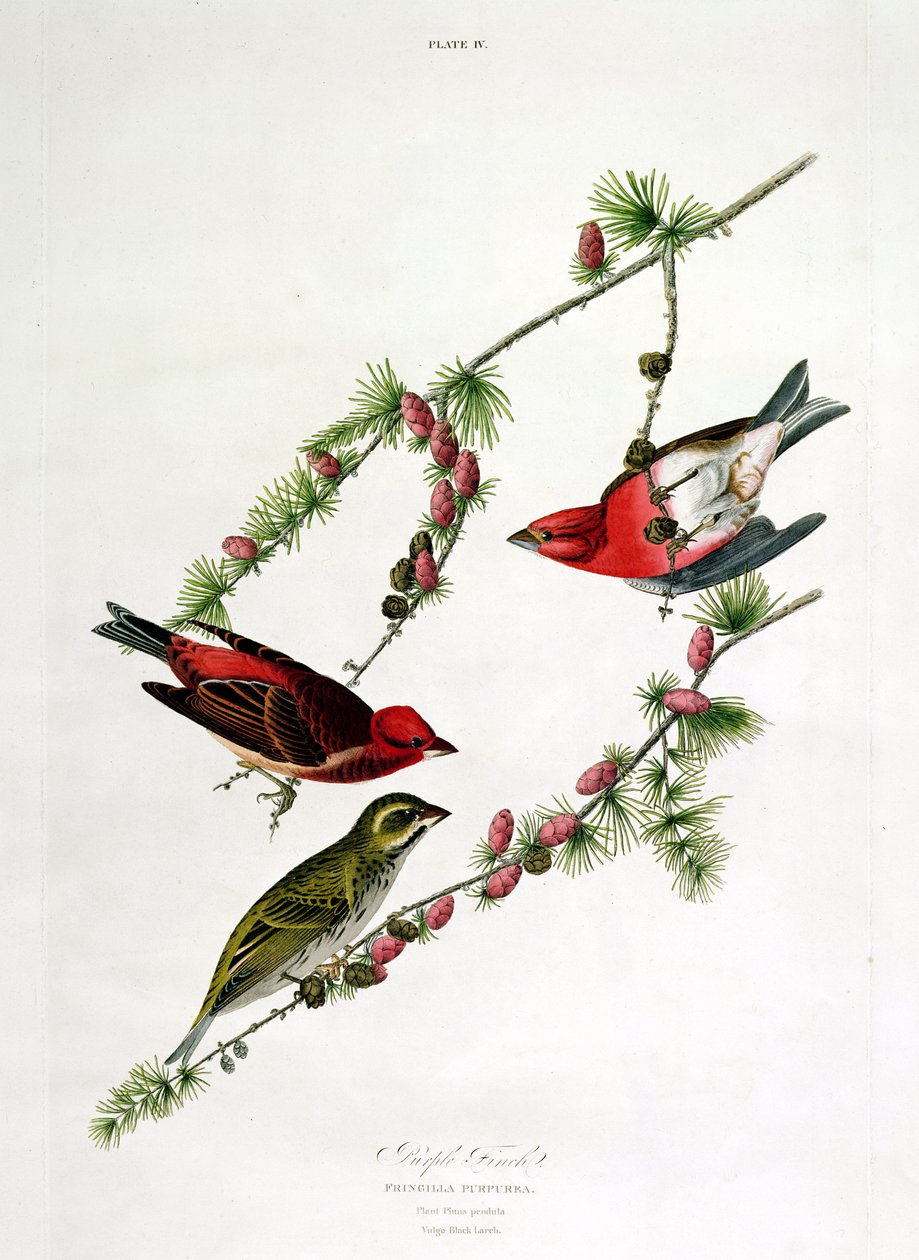 Roselin pourpré, de 