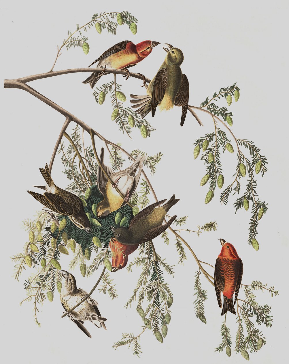 Bec-croisé des sapins, Loxia Curvirostra, de "Les Oiseaux d